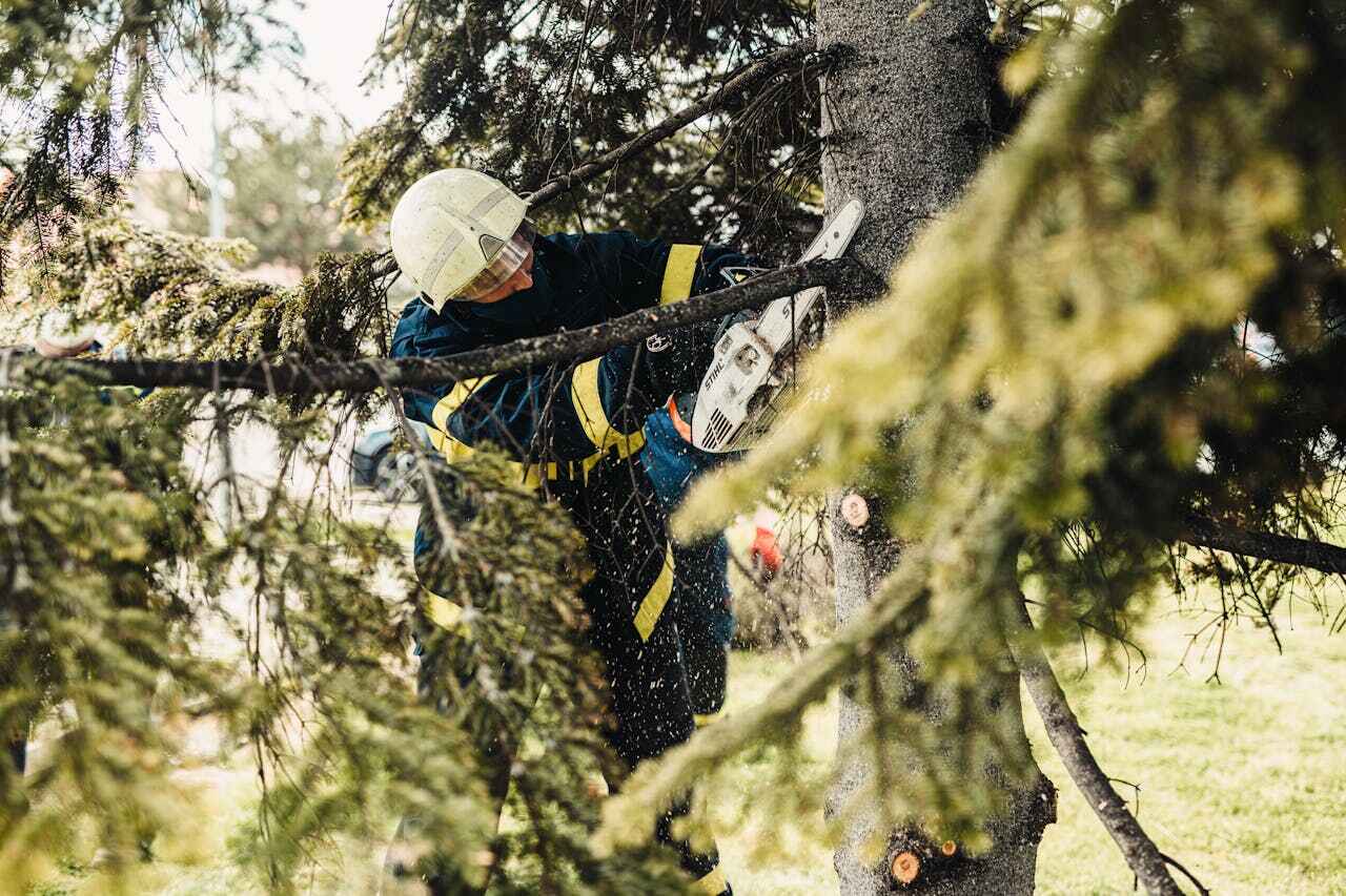 Best Tree Branch Trimming  in Beach City, TX